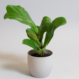 Ficus Lyrata 13cm pot