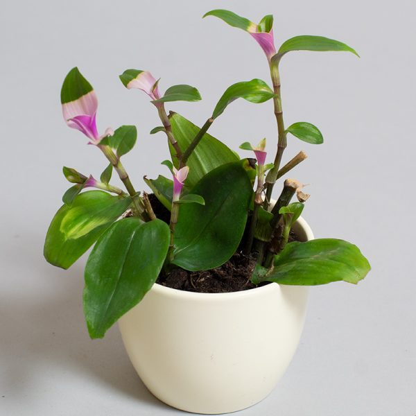 Tradescantia Maidens Blush 9cm pot