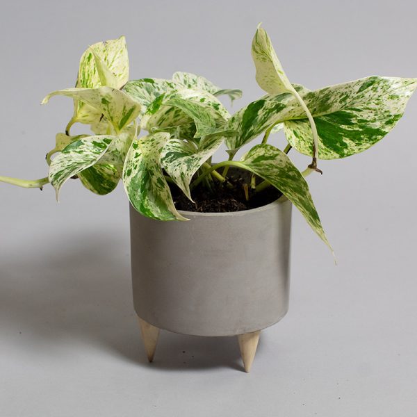 Scindapsus Marble Queen 13cm pot