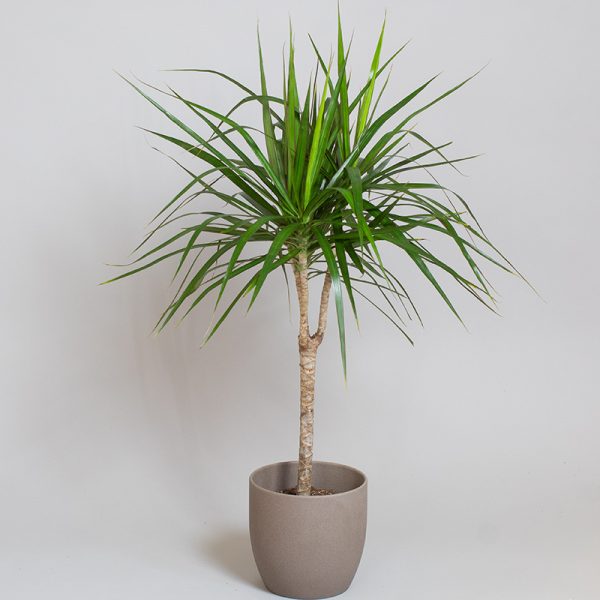 Dracaena Marginata 15cm Cane 13cm pot