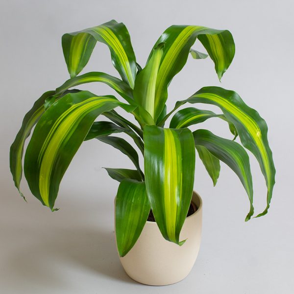 Dracaena Massengeana 13cm pot
