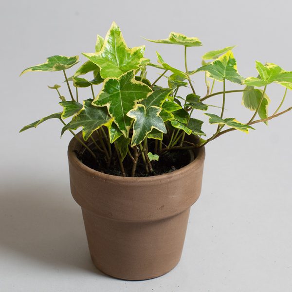 Hedera Helix Mint Kolibri 9cm pot