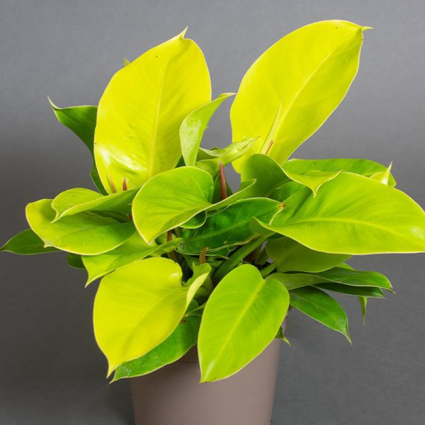 Philodendron Moon Shine 15cm pot