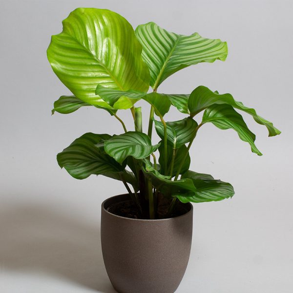 Calathea Orbifolia 13cm pot