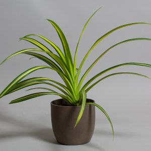 Pandanus 13cm pot