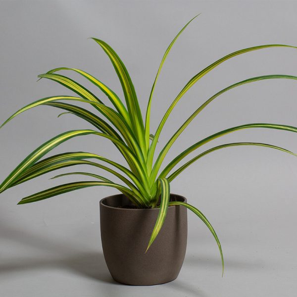 Pandanus 13cm pot