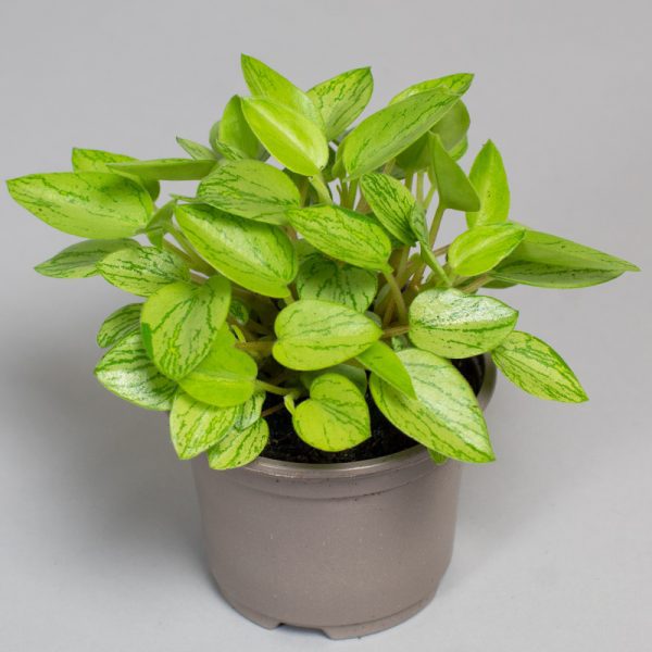 Peperomia Orba Lime 9cm pot