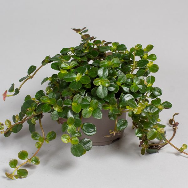 Peperomia Rotundifolia 9cm pot