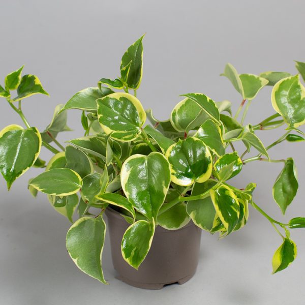 Peperomia Scandens Variegata 13cm pot