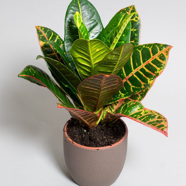 Croton Petra 13cm pot