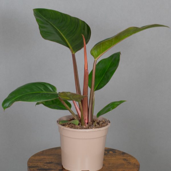 Philodendron Rojo Congo 15cm pot