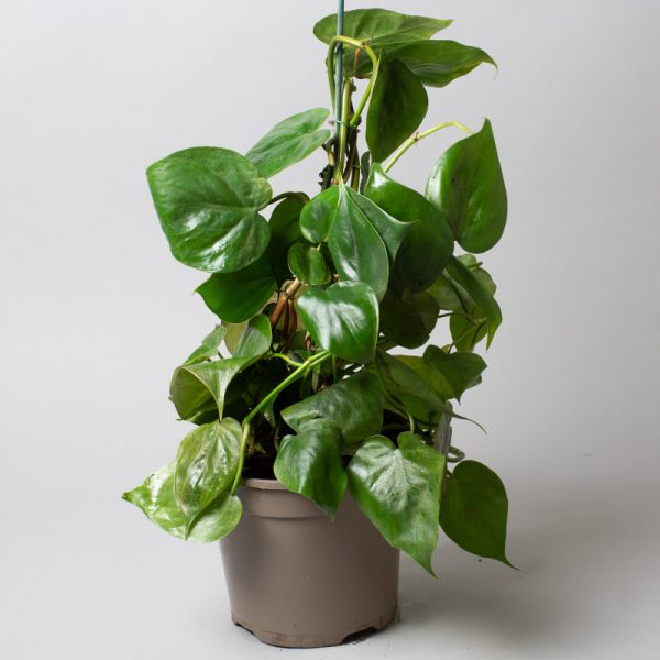 Philodendron Scandens Caned 15cm pot