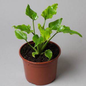 Philodendron Xanadu 15cm Pot