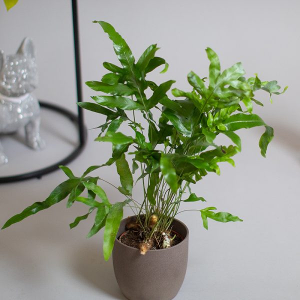 Phlebodium 13cm pot
