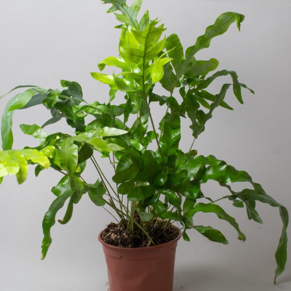 Phlebodium 15cm pot