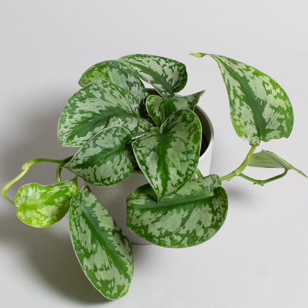 Scindapsus Trebi 13cm pot