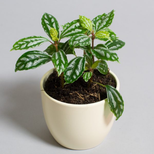 Pilea Cadierei 9cm pot
