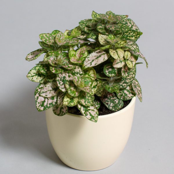 Hypoestes Sanguinolenta Pink 9cm