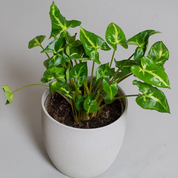 Syngonium Pixie 15cm pot