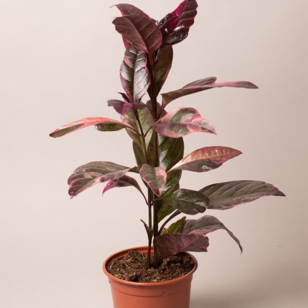 Pseuderanthemum Tropicana Red 13cm pot