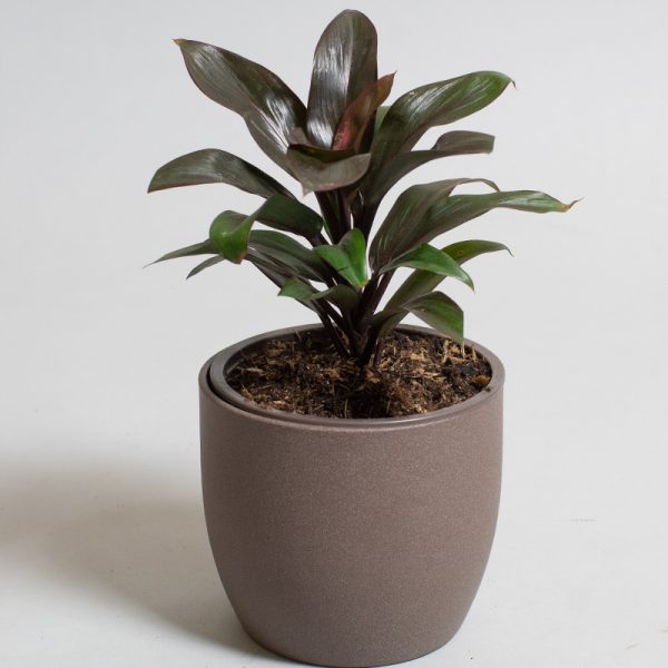 Dracaena Purple Compacta 13cm pot