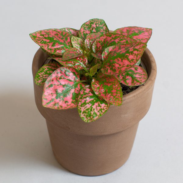Hypoestes Sanguinolenta Red 9cm pot