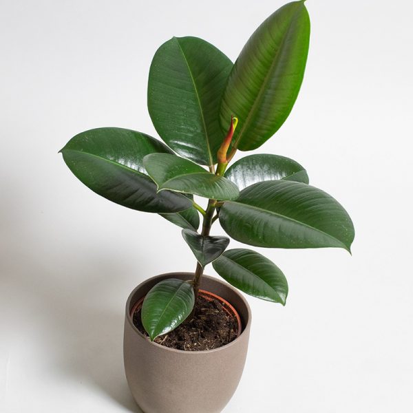 Ficus Elastica Robusta 13cm pot