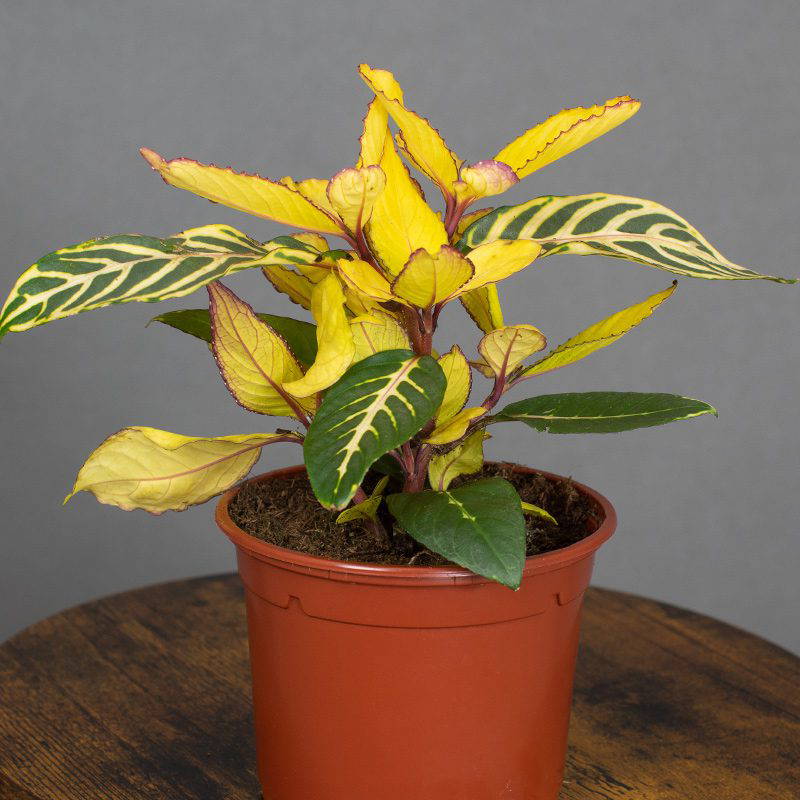 Sanchezia 13cm pot Opperman Plants Ltd
