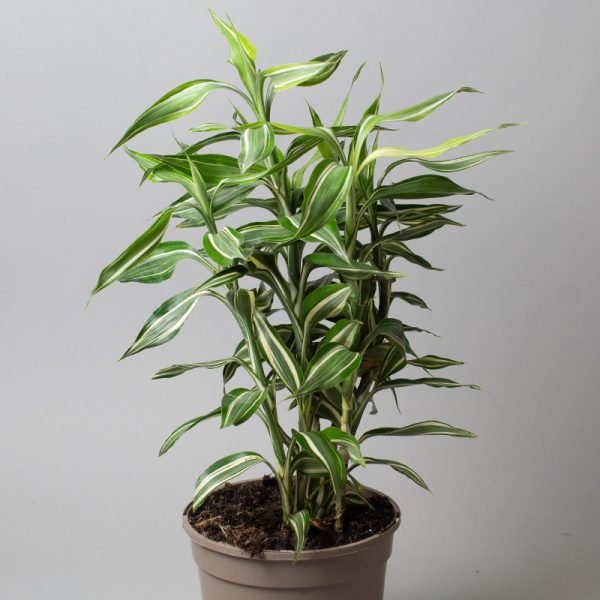 Dracaena Sanderiana Victory 15cm pot