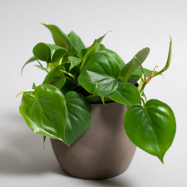 Philodendron Scandens 13cm pot