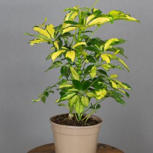 Schefflera Gold Cappella 15cm pot