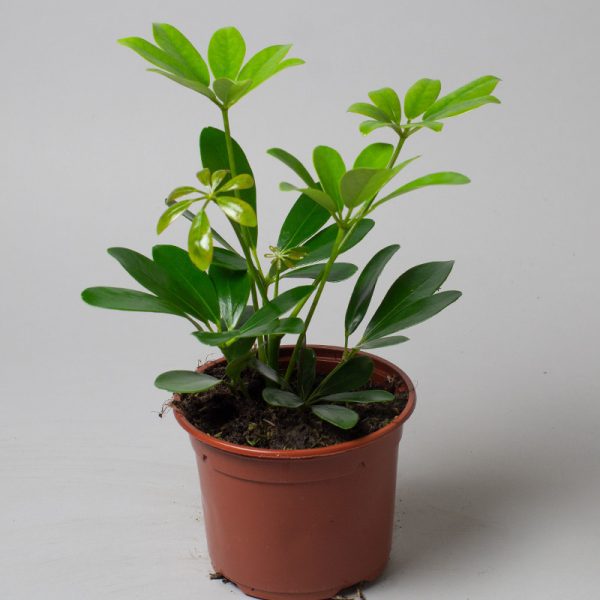 Schefflera Heptapleurum Trinity 13cm pot