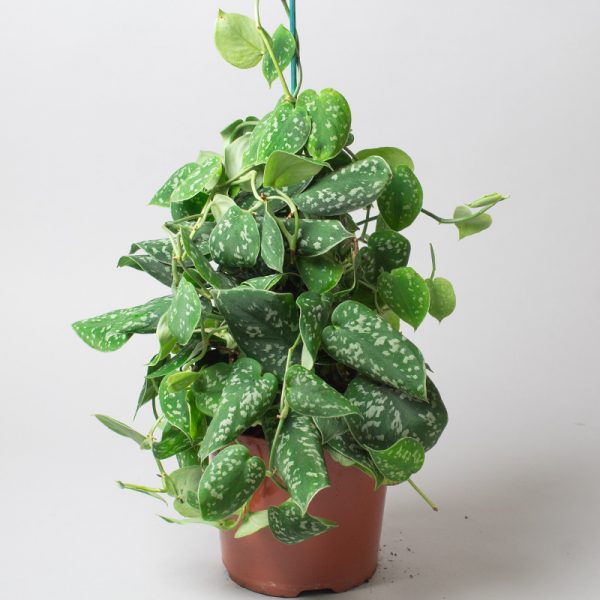 Scindapsus Pictus Argyraeus Caned 15cm pot