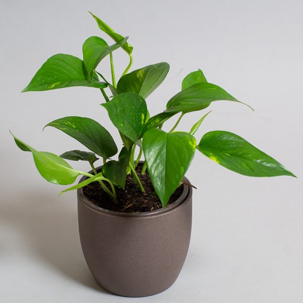 Scindapsus Aureus 13cm pot