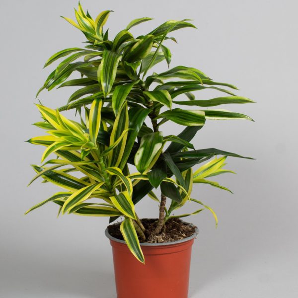 Dracaena Reflexa Song of India 13cm pot