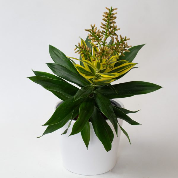 Dracaena Reflexa Song of Sri Lanka 13cm pot