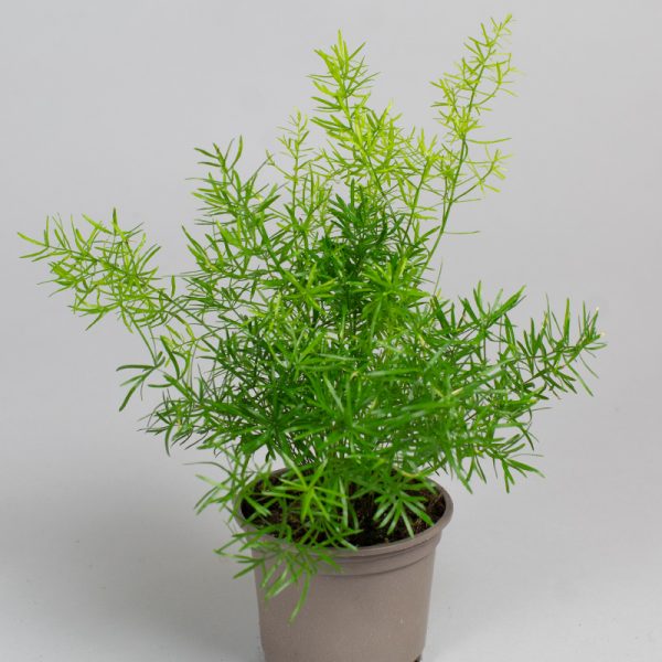 Asparagus sprengii 9cm pot