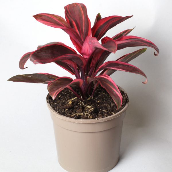 Cordyline Strawberry Queen 15cm pot