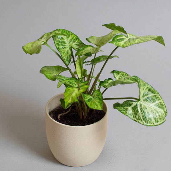Syngonium White Buttefly 15cm pot
