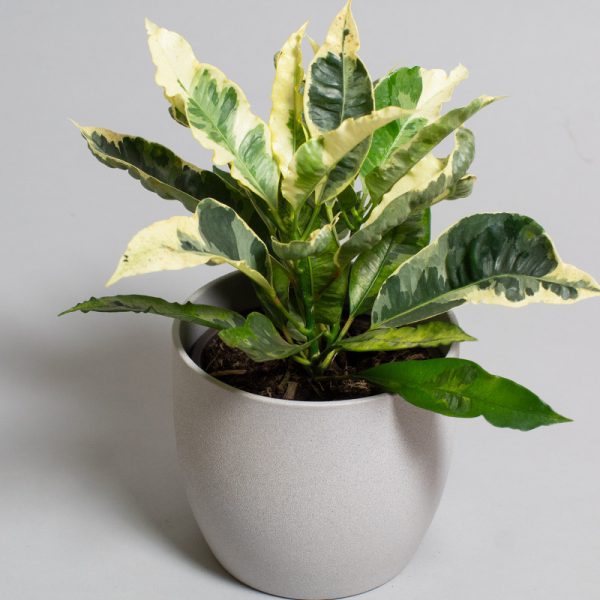 Croton Tamara 13cm pot