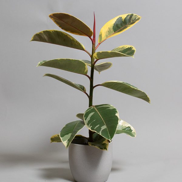 Ficus Elastica Tineke 13cm pot