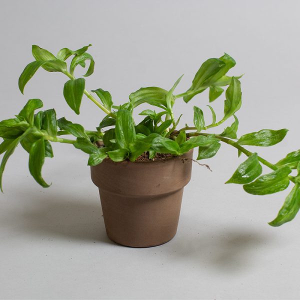 Tradescantia Albo 9cm pot