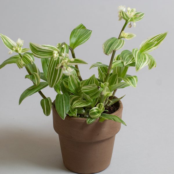 Tradescantia Silver Queen 9cm pot