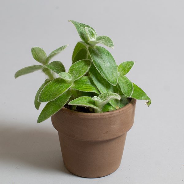 Tradescantia Sillamontana 9cm pot