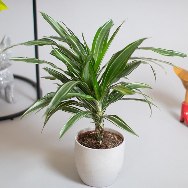 Dracaena Warnecki 15cm Cane 13cm pot