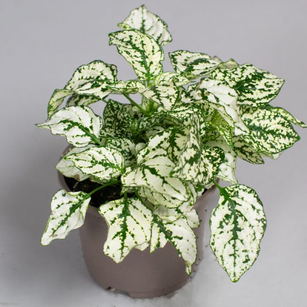 Hypoestes Sanguinolenta White 9cm pot