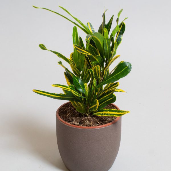 Croton Yellow Banana 13cm pot