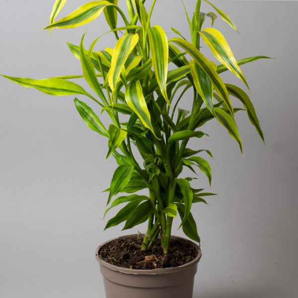 Dracaena Sanderiana Yellow Gold 15cm pot