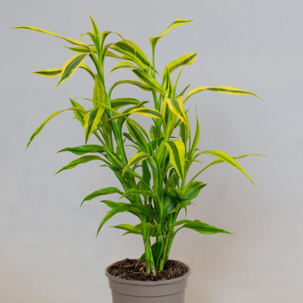 Dracaena Sanderiana Yellow Gold 13cm pot