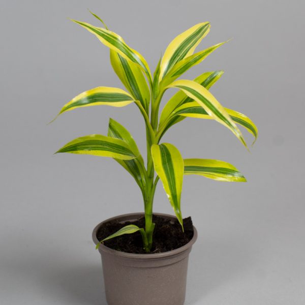 Dracaena Sanderiana Yellow Gold 9cm pot